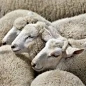 Preview: Schafwolle natürlich von Schafen