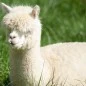 Preview: Unterbett- Alpaka Wolle