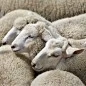 Mobile Preview: Schafwolle natürlich von Schafen