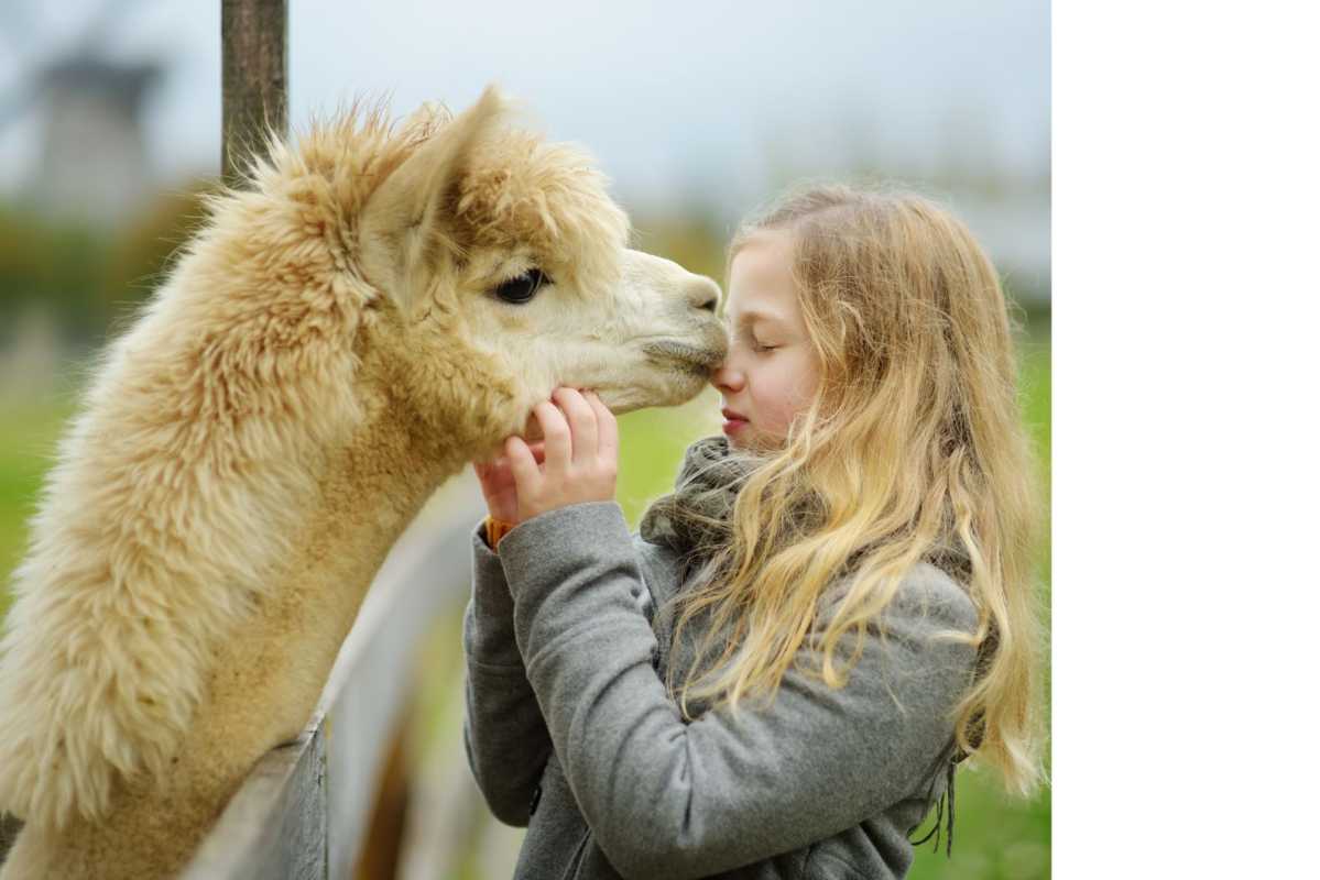 Alpaka mit Kind Bettdecken von purnatour