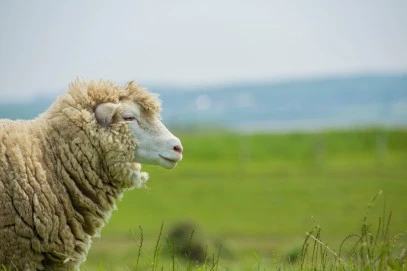 Merino Schaf in der Natur