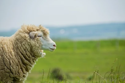 Merinoschaf auf der Weide